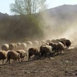 Polícia Militar registra furto de animal de criação na zona rural de Quixadá QUIXADÁ