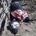 Homem embriagado invade propriedade e mata animal para roubar a carne no município de Pedra Branca SERTÃO CENTRAL