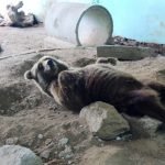 Ativista lança campanha para tirar ursos de cidade de Canindé TEMA LIVRE