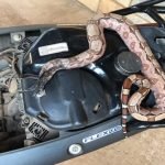 Cobra Jibóia de um metro encontrada dentro de moto em Juazeiro do Norte TEMA LIVRE