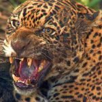 Polícia Civil vai investigar morte de idosa que teria sido atacada por uma onça em Tauá PLANTÃO POLICIAL