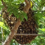 Agricultor morre após ser atacado por um enxame de abelhas na zona rural de Milhã SERTÃO CENTRAL