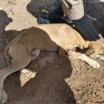 Bombeiros resgatam cachorro preso em ferragens de obra em Limoeiro do Norte PLANTÃO POLICIAL