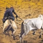 Câmara analisa regulamentação da vaquejada; oposição vê “moeda de troca” PLANTÃO POLICIAL