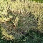 Pela segunda vez suposta aparição de OVNIs na zona rural de itapiuna é registrada SERTÃO CENTRAL