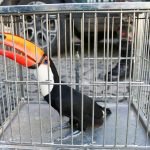 Tucano é encontrado em banheiro de academia no bairro Vila União PLANTÃO POLICIAL