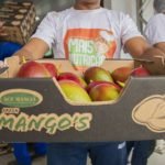 Carga de manga apreendida pela Polícia Civil é doada ao Mais Nutrição PLANTÃO POLICIAL