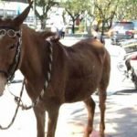 Furto de animais é registrado na zona rural de Ibaretama SERTÃO CENTRAL