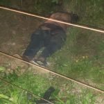 PM de Tocantins mata mais dois bandidos da quadrilha dos “Pipocas”. Corpos foram encontrados hoje PLANTÃO POLICIAL