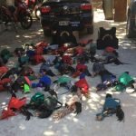 Polícia Civil desmancha ponto de rinha de galos e resgata 42 aves utilizadas na prática ilegal PLANTÃO POLICIAL