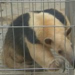 Motoqueiro é detido com animal silvestre morto em Pedra Branca SERTÃO CENTRAL