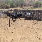 Polícia Civil recupera dez cabeças de gado furtadas em Iguatu PLANTÃO POLICIAL