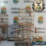 Após ser flagrado com um pássaro, homem é autuado por crime ambiental em Morada Nova QUIXADÁ