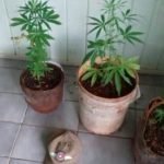 Polícia Militar de Senador Pompeu realiza prisão por tráfico de drogas na zona rural de Quixeramobim SERTÃO CENTRAL