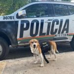 Cão adotado por PMs faz sucesso por acompanhar patrulhamento e abordagens policiais PLANTÃO POLICIAL