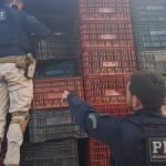 Polícia apreende carga de cigarros contrabandeados avaliada em R$ 450 mil; dois homens são detidos PLANTÃO POLICIAL