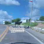Veja o exato momento que um animal causou um acidente de trânsito em Quixeramobim QUIXERAMOBIM