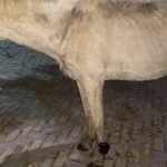 Cavalo é encontrado com tornozeleira eletrônica em Iguatu; criminoso é identificado PLANTÃO POLICIAL