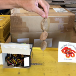 Três cobras enviadas pelos Correios em caixas de chicletes são apreendidas pela Receita Federal PLANTÃO POLICIAL