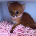 Filhote de gato-mourisco é resgatado pela BPMA da PMCE em Saboeiro TEMA LIVRE