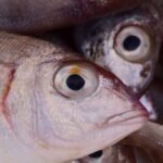 Nove casos suspeitos da ‘doença da urina preta’ são investigados no Ceará TEMA LIVRE