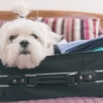 Mulher compra todos os assentos em classe executiva de avião para seu pet TEMA LIVRE