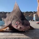 Tubarão conhecido como “cara de porco” é encontrado morto no Mar Mediterrâneo TEMA LIVRE