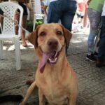 Projeto de Lei propõe criação de um Conselho Tutelar de Proteção Animal; veja as atribuições TEMA LIVRE