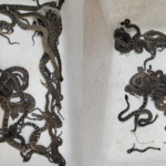 Após chamar serviço de resgate de animais, mulher descobre quase 90 cobras em casa TEMA LIVRE