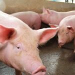 Cirurgiões dos EUA realizam transplante inédito de rim de porco em humano TEMA LIVRE