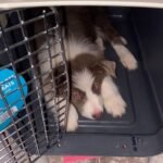 Cadela embarca em SP com destino a Fortaleza, é esquecida em avião e vai parar no Rio de Janeiro TEMA LIVRE