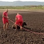 Novilha que ficou atolado no leito do Açude Cedro é resgatado pelo Corpo de Bombeiros QUIXADÁ