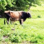 Idoso morre após ser atacado por boi enquanto manejava animais de fazenda em Barbalha TEMA LIVRE