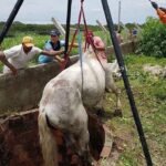 Cavalo de 250 kg é resgatado após cair em poço de três metros de profundidade no Ceará TEMA LIVRE