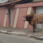 Veja o vídeo: Boi é morto em Itapipoca após causar transtornos na cidade TEMA LIVRE