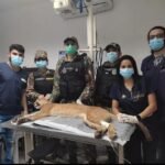 Onça-parda é resgatada após ser atropelada em Martinópole, no Ceará; animal teve fraturas nas patas TEMA LIVRE