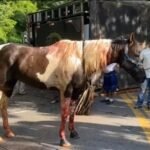 Caminhão com ‘cavalos de alto valor’ tomba e fere animais em rodovia no Ceará TEMA LIVRE