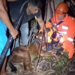 Filhote de égua é resgatado após cair em poço de dez metros de profundidade na Grande Fortaleza TEMA LIVRE