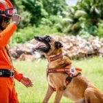 Cão do Corpo de Bombeiros que atuou em buscas de Brumadinho e do Edifício Andrea morre em Fortaleza TEMA LIVRE