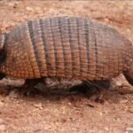 Um garoto de 16 anos pega ‘doença do tatu’ e morre após 8 dias em UTI TEMA LIVRE