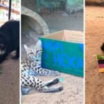 Animais do zoológico de Canindé participam de apostas dos vencedores da Copa do Mundo: Veja o vídeo HORA DO ESPORTE