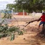 Ventania derruba árvores e deixa moradores de Cedro sem energia TEMA LIVRE