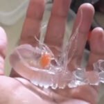 Animal translúcido viraliza e gera curiosidade nas redes sociais TEMA LIVRE