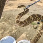 Corpo de Bombeiros resgata cobra cascavel no município de Choró SERTÃO CENTRAL