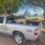 Polícia Civil prende homem em flagrante em posse de ovelhas avaliadas em 10 mil reais em Quixadá QUIXADÁ