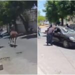 Após cavalo colidir e destruir carro, dona do animal oferece outro veículo a motorista PLANTÃO POLICIAL