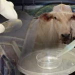 Reunião Sobre Transferência de Embriões: Contribuição para o Avanço da Pecuária em Quixeramobim QUIXERAMOBIM