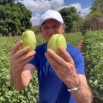 Prefeito Cirilo Pimenta fortalece parceria e incentiva inovação na produção de tomates em Quixeramobim QUIXERAMOBIM