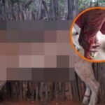 Ataque de Onça-Parda no Sertão Pernambucano gera pânico nas redes sociais na cidade de Quixeramobim QUIXERAMOBIM