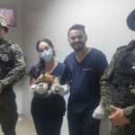 Polícia Militar resgata tamanduá-mirim em Camocim TEMA LIVRE